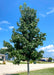 Moraine Sweetgum with green leaves planted along a roadway in a residential area.