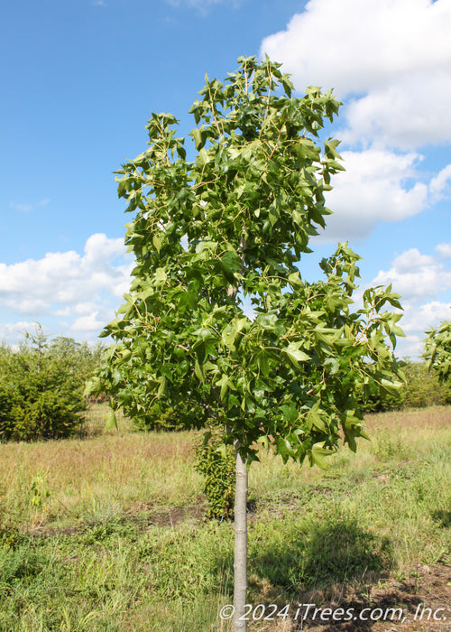 Moraine Sweetgum at the nursery with green leaves.