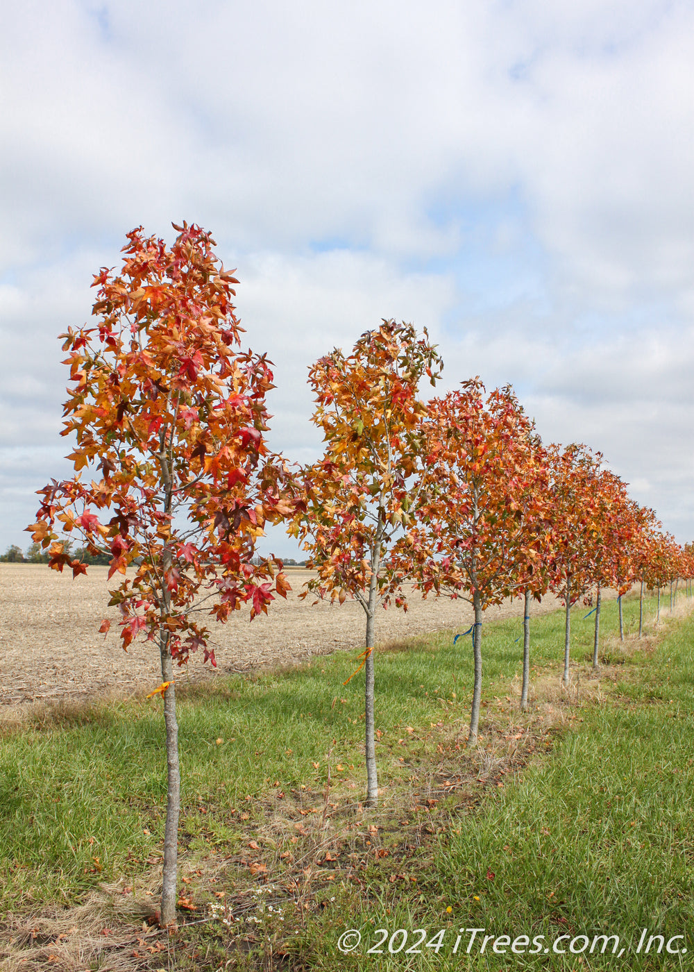 Moraine Sweetgum