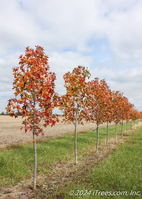 A row of Moraine Sweetgum at the nursery with fall leaves.