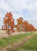 A row of Moraine Sweetgum at the nursery with fall leaves.