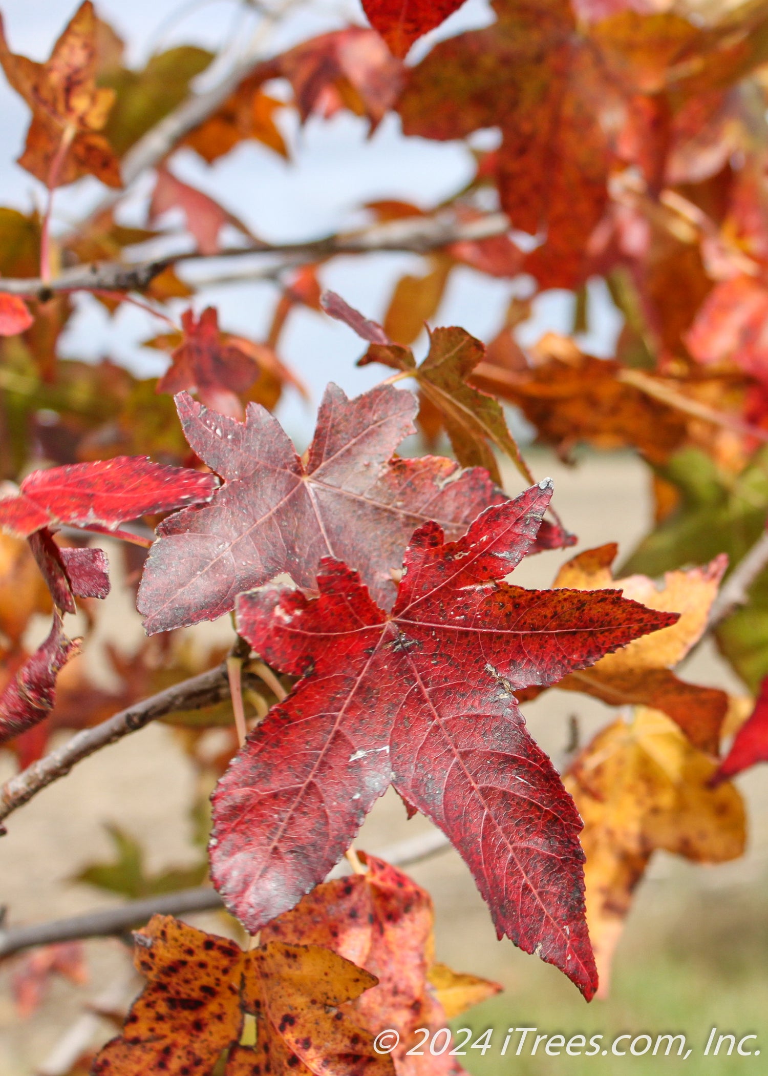 Moraine Sweetgum