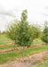 A single Moraine Sweetgum at the nursery with green leaves.