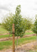 Moraine Sweetgum at the nursery with a large ruler leaning up against it showing its canopy height at about 3.5 ft.