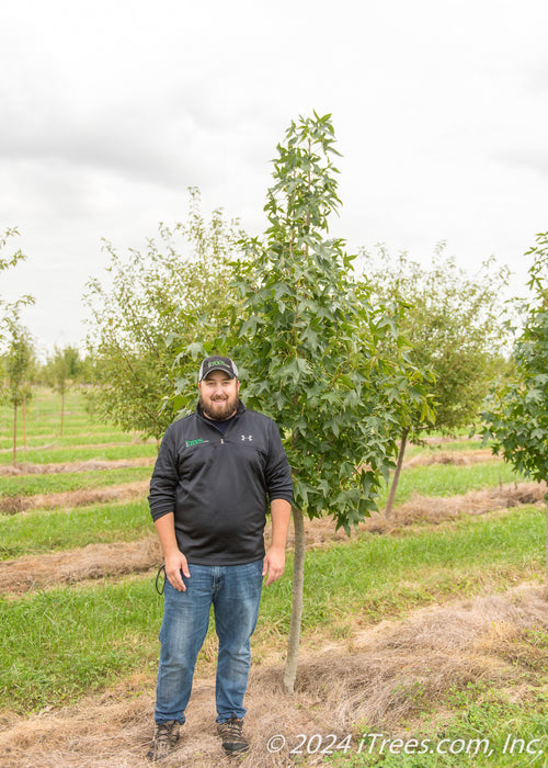 Moraine Sweetgum at the nursery with a person standing next to it their elbow is at the lowest branch.