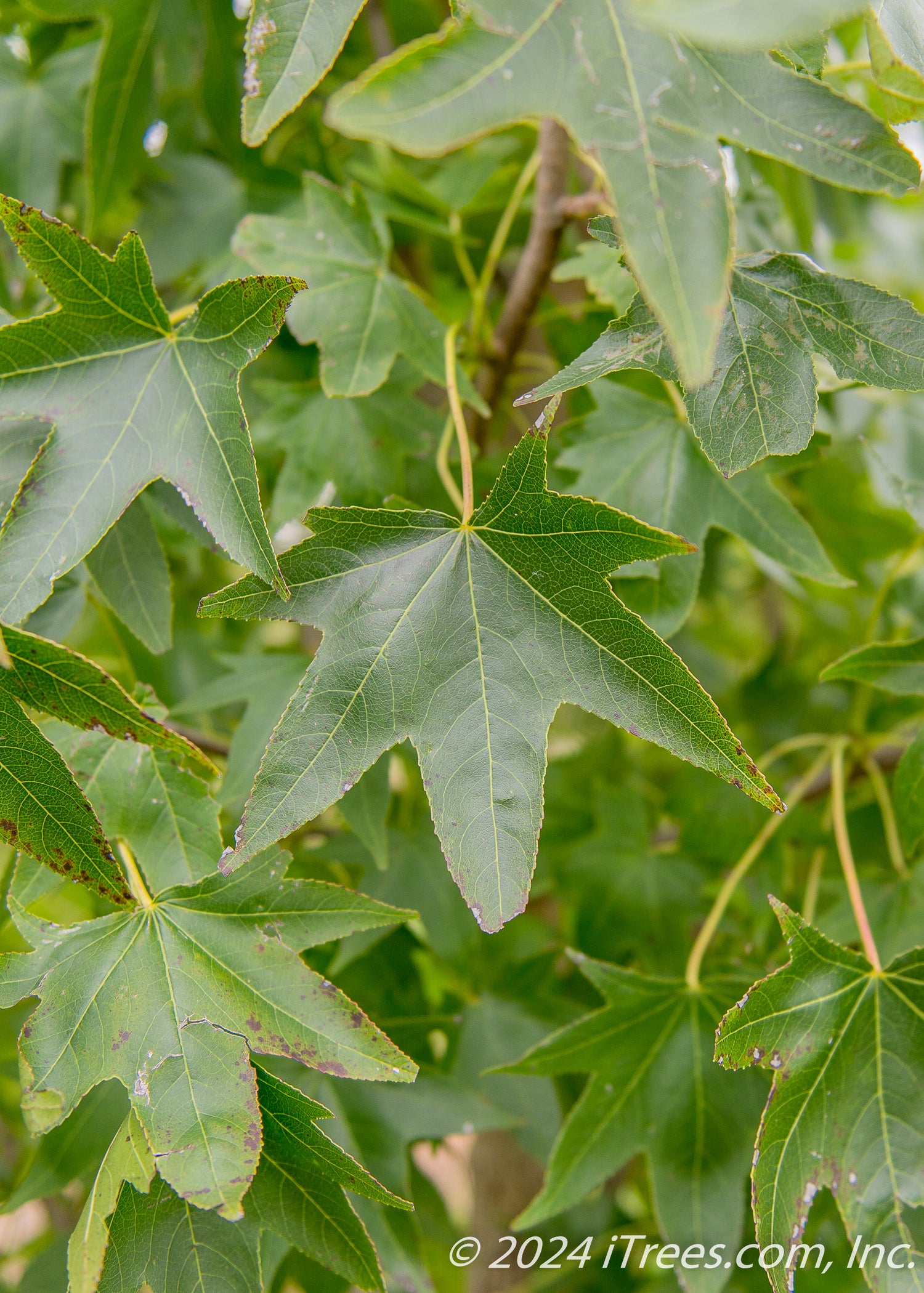 Moraine Sweetgum