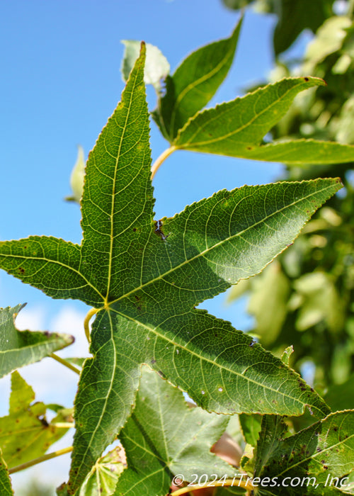 Closeup of a single green star-shaped leaf.