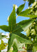 Closeup of a single green star-shaped leaf.