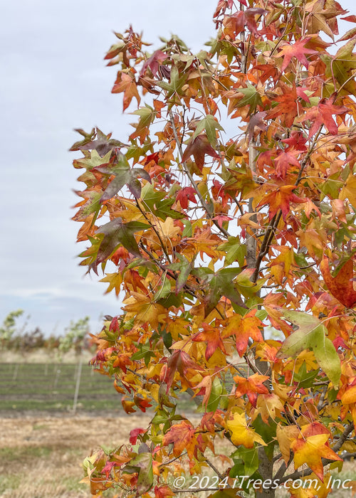 Closeup of the upper canopy of a Moraine Sweetgum in fall at the nursery.