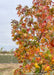 Closeup of the upper canopy of a Moraine Sweetgum in fall at the nursery.