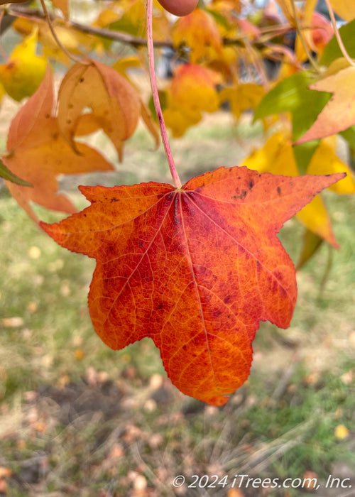 Closeup of a red-orange star-shaped leaf.