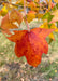 Closeup of a red-orange star-shaped leaf.