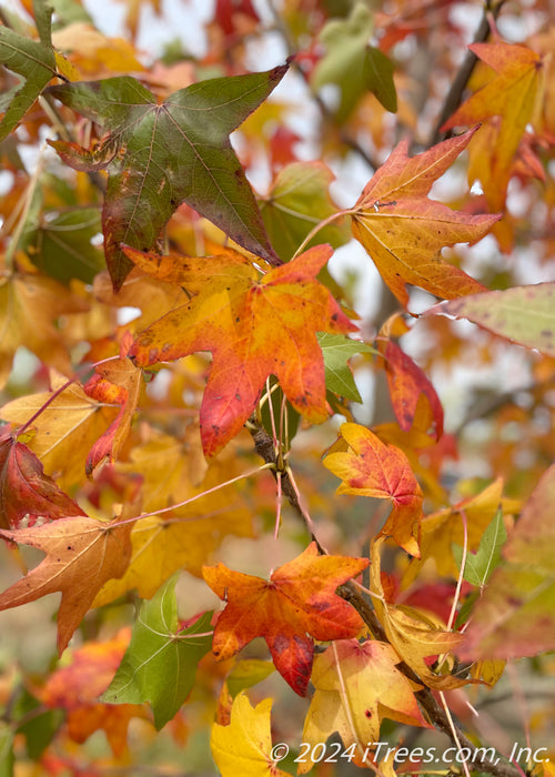 Closeup of a branch of fall leaves.