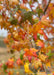 A branch with star-shaped fall leaves.