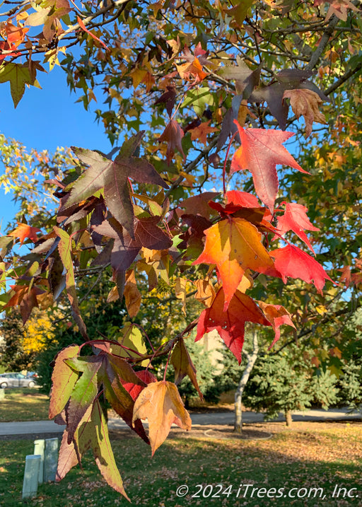 A closeup of a branch in fall covered in star-shaped fall leaves with colors ranging from green, to yellow, to deep purple and red.