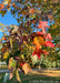 A closeup of a branch in fall covered in star-shaped fall leaves with colors ranging from green, to yellow, to deep purple and red.