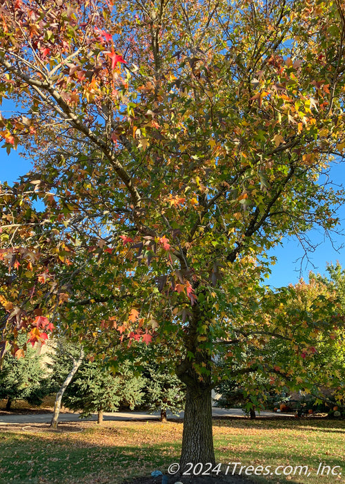 A mature Moraine Sweetgum with changing leaves in fall.