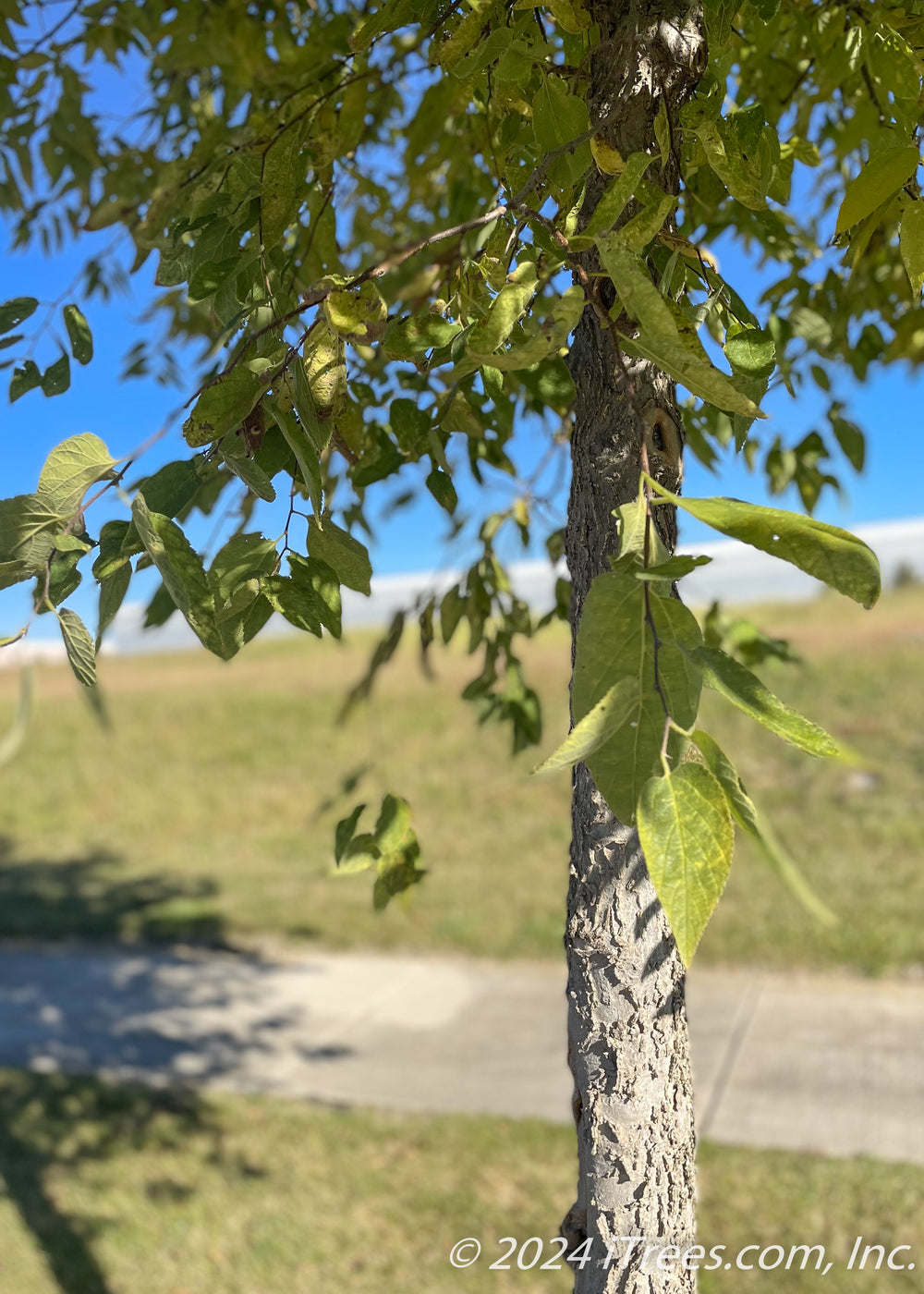 Native Hackberry Tree - iTrees.com