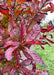 Closeup of dark red fall foliage