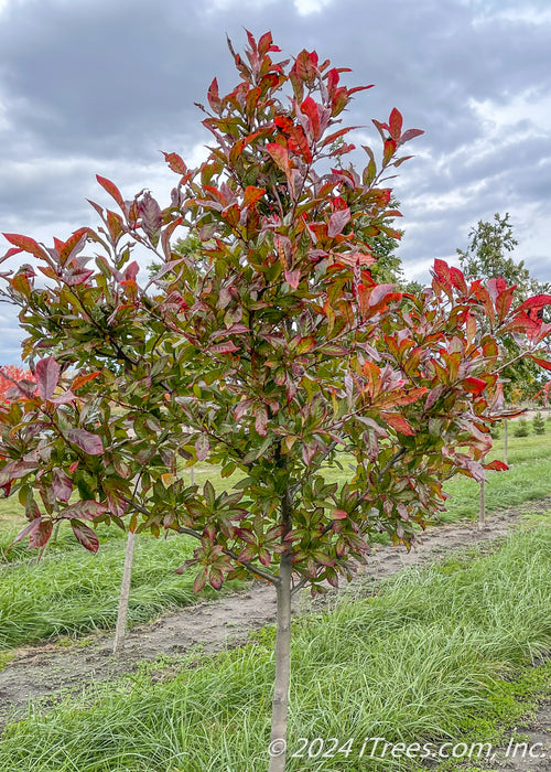 Afterburner Black Tupelo grows in the nursery with changing fall color