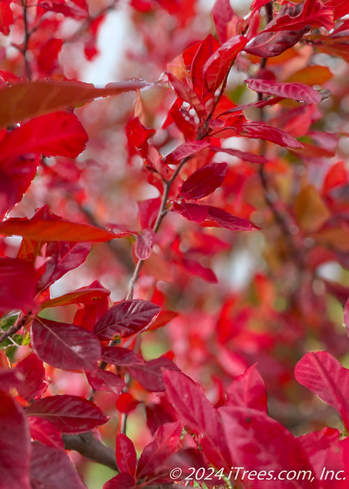 Closeup of a branch coated in dark red leaves
