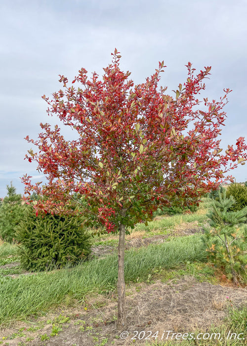 Afterburner Black Tupelo growing in the nursery's field with changing fall color.