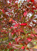Closeup of changing leaves from green to dark red.