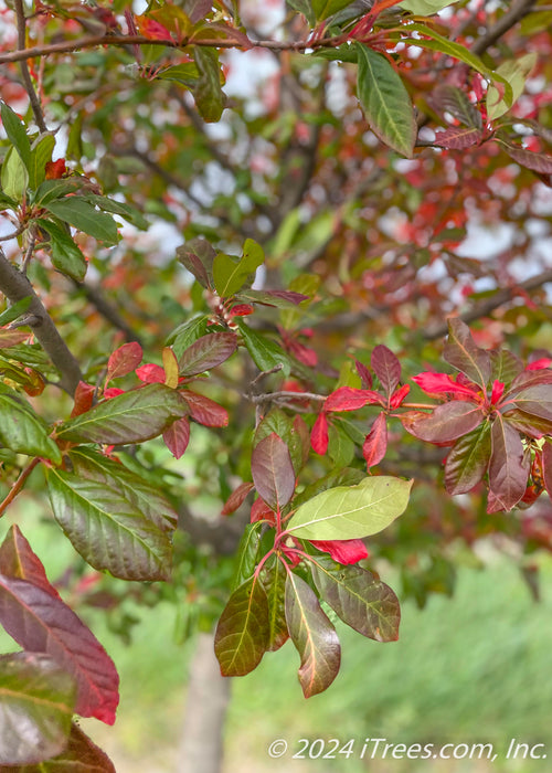 Closeup of green leaves beginning to change to their bold red fall color. 