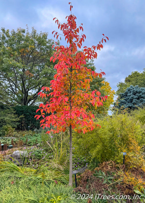 Newly planted Afterburner Black Tupelo in a garden with bright red-orange fall color
