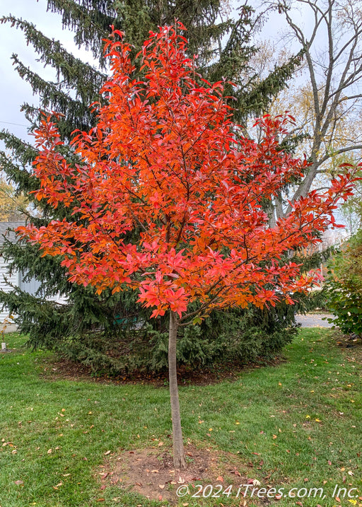 Afterburner Black Tupelo with flaming red foliage, planted in a backyard.