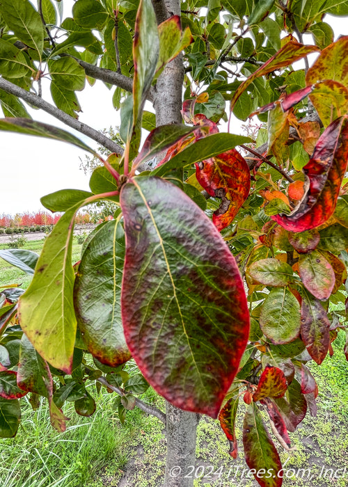 Closeup of a green leaf with yellow veins, and fading purple to red changing fall color with bright red on the leaf's smooth edge. 