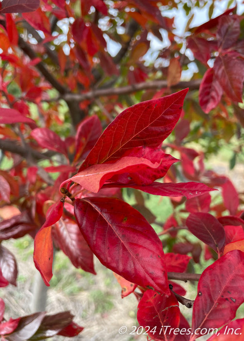 Closeup of dark red leaves at the end of a branch.