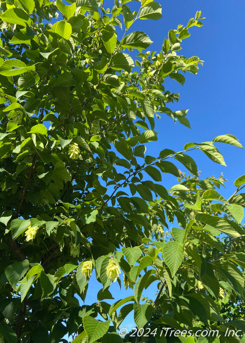 Closeup of branches with green leaves and nutlets (hop-like fruit).