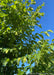 Closeup of branches with green leaves and nutlets (hop-like fruit).