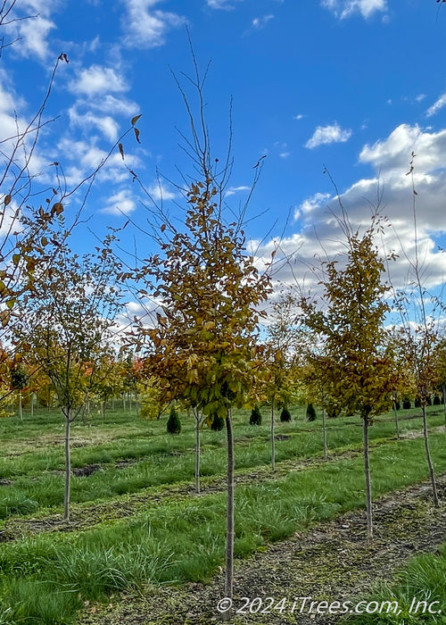 American Hophornbeam in the nursery with yellow leaves and the beginning of bare branches. 