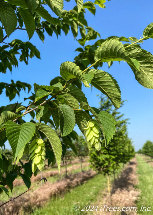 Closeup of dark green serrated leaves and newly emerged hop-like fruit. 