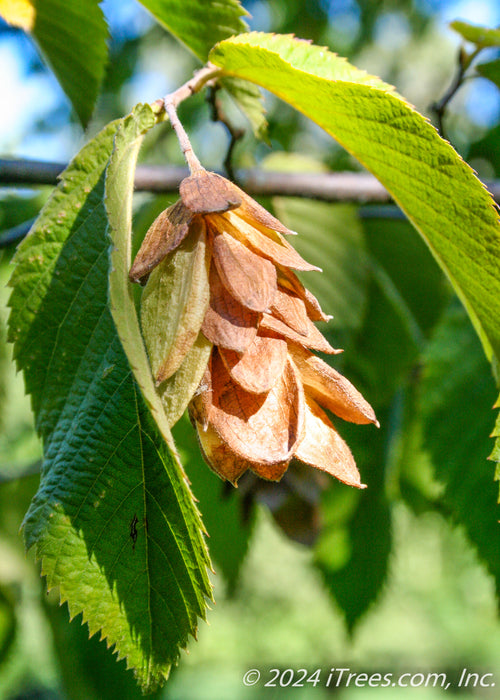 Closeup of brown hop-like nutlet. 