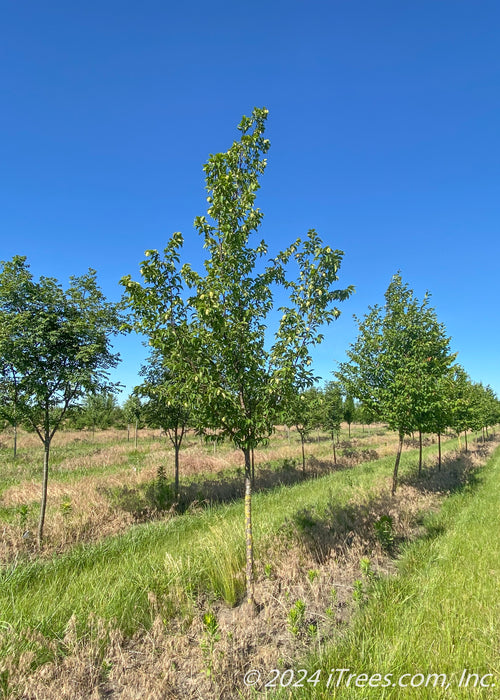 American Hophornbeam grows in a nursery row with green leaves. 