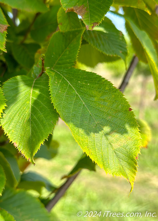 Closeup of a bright green serrated leaf.