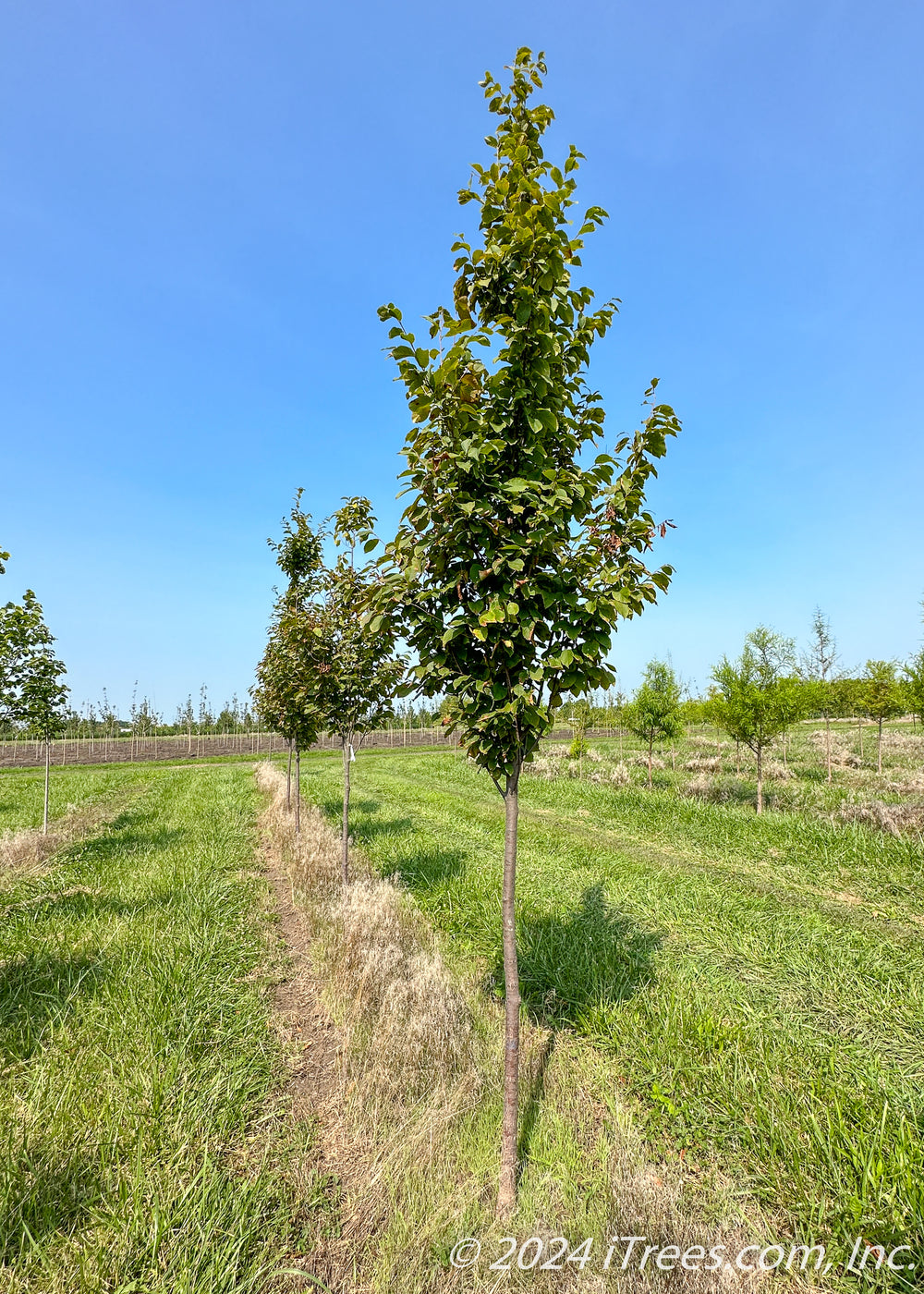 Autumn Treasure® Hophornbeam