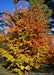 Persian Parrotia with yellow to red leaves in fall.