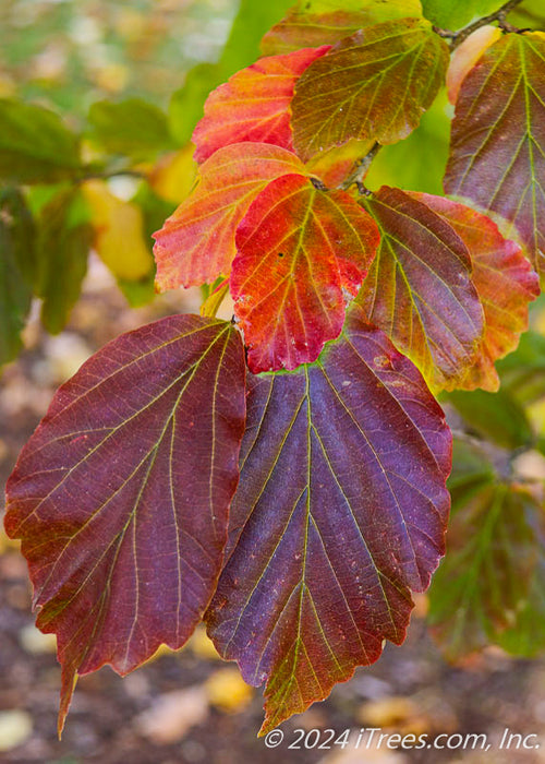 Closeup of deep purple, red and yellow fall leaves.