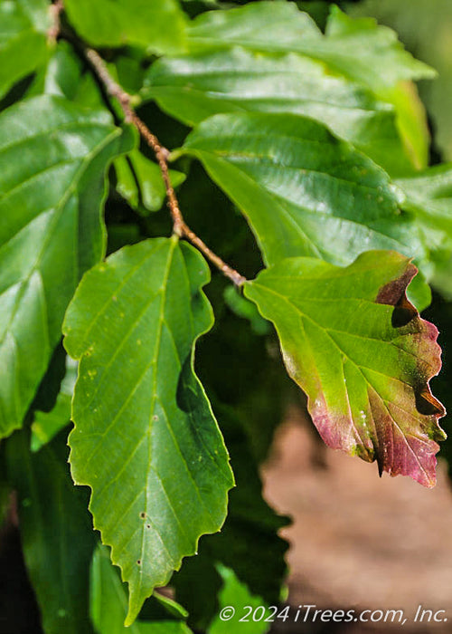 Closeup of green leaves with reddish-purple on the tip of one leaf showing beginning of changing fall color.