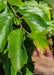 Closeup of green leaves with reddish-purple on the tip of one leaf showing beginning of changing fall color.