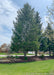 Norway Spruce planted in a berm along the side of a house for privacy from the road.