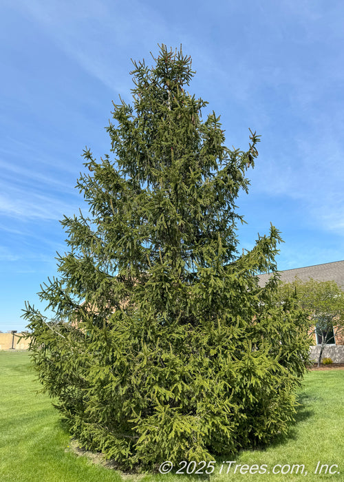 Norway Spruce in an open area of a field near a building, seen with its upright conical form, upward sweeping branches, and long drooping evergreen needles.