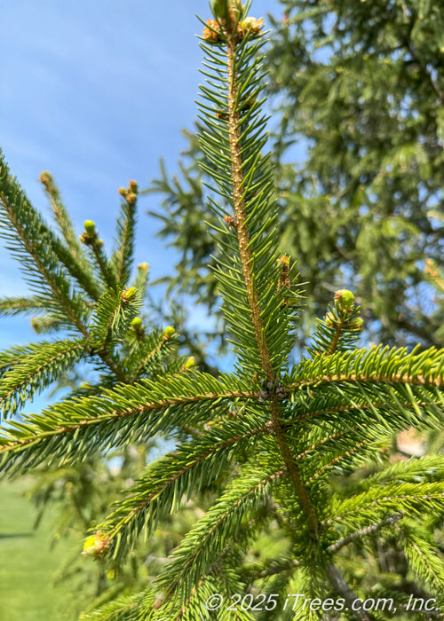 Closeup of a Norway Spruce branch with bright green needles.
