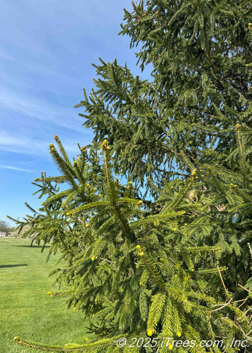 Closeup of Norway Spruce's upward sweeping branches, and long drooping evergreen needles.