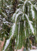 Closeup of long drooping needles covered in fresh snow.