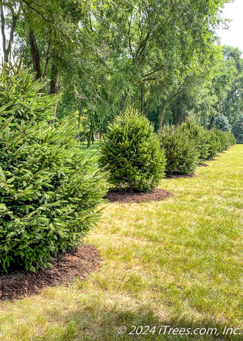 planting norway spruce seeds Norway Spruce